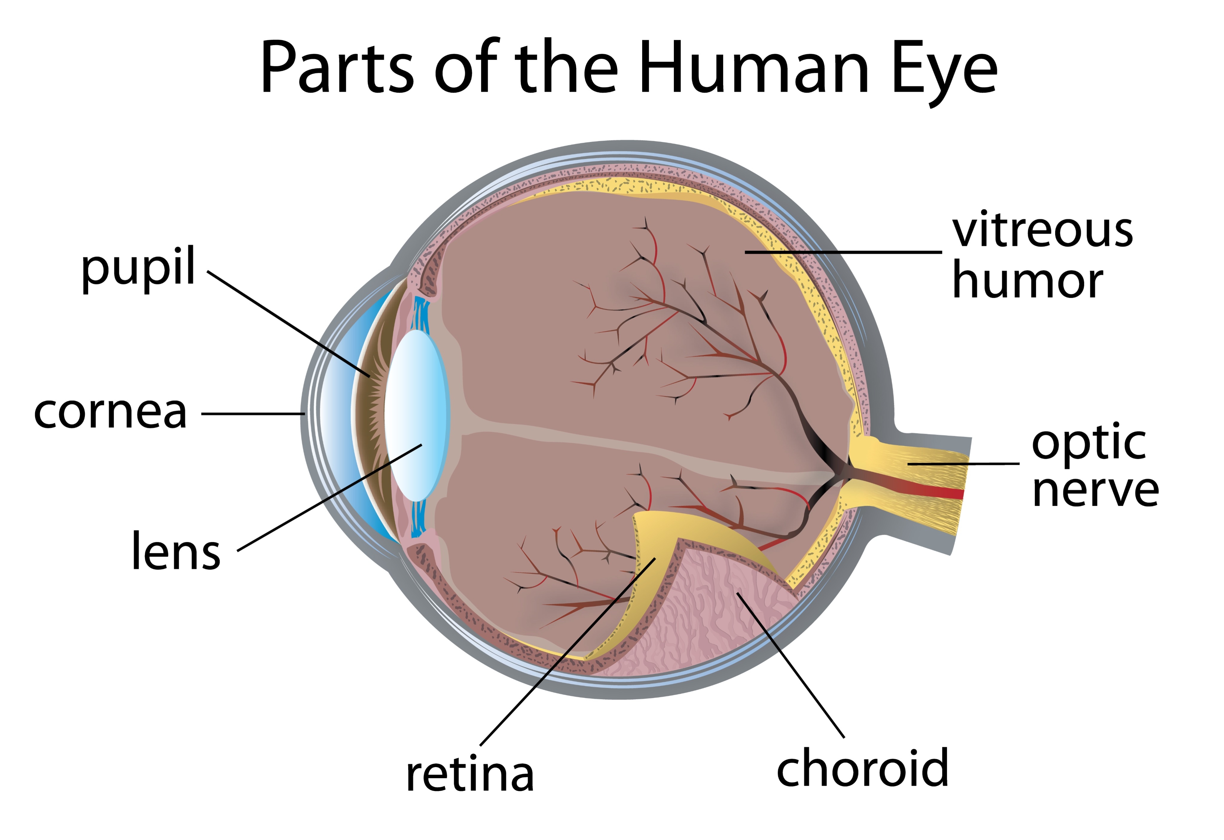 anatomy of the human eye including cornea pupil lens retina vitreous humor optic nerve choroid on the coroner education module for corneal blindness